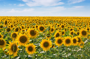 Obraz premium Sunflower field