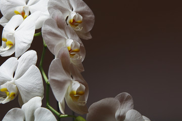 Orchidee