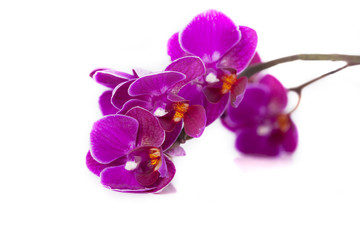 Luxurious orchids