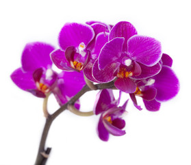 Luxurious orchids