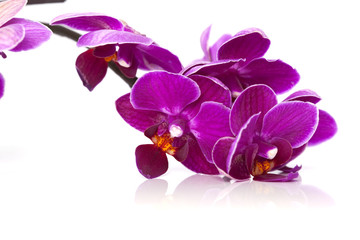 Naklejka na ściany i meble Luksusowe orchidee