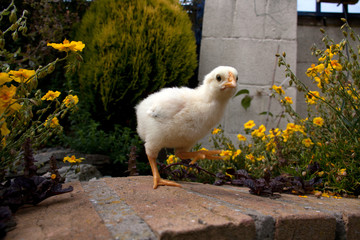 young chick © Gail Johnson