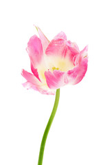 Pink Parrot Tulip