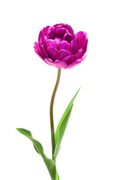 Fototapeta Lilac Perfection Double   Peony  Tulip