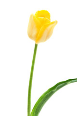 Triumph tulip Yellow Bulk