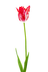 beautiful red  and white tulip isolated on white