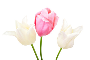 beautiful tulips isolated on white