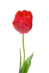 beautiful red tulip isolated on white