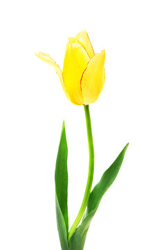 beautiful  yellow tulip isolated on white