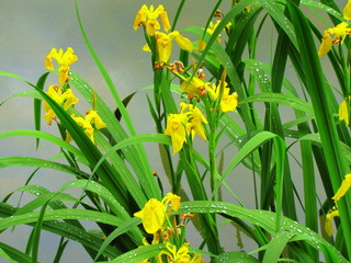 Iris sous la pluie.