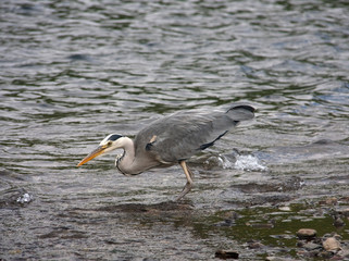grey heron