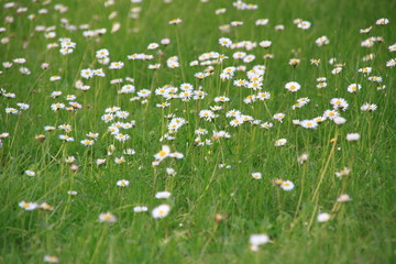 Wiesenblumen