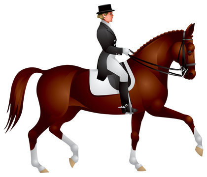 Dressage horse. Equestrian sport rider