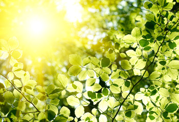 Green leaves background
