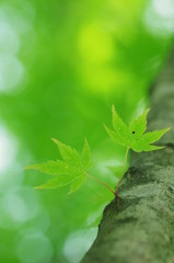 ヤマモミジの木