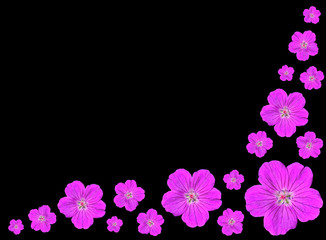 Group of Purple Flowers Isolated on Black Background