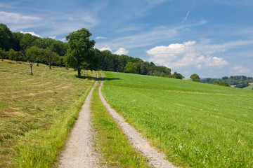summer landscape with road and tree