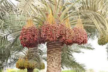 Colouful dates bunches all along the date palm tree