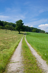 Fototapeta na wymiar summer landscape with road and tree