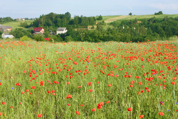Poppy field