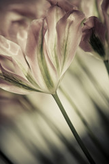 Panele Szklane Podświetlane  Fine art of close-up Tulips, blurred and sharp
