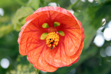 Abutilon Hybridum, Farolito japonés , Arce japonés