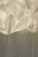 Fine art of close-up Tulips, blurred and sharp - 23758284