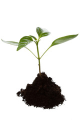 Young plant