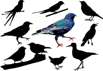 starling and other birds - obrazy, fototapety, plakaty