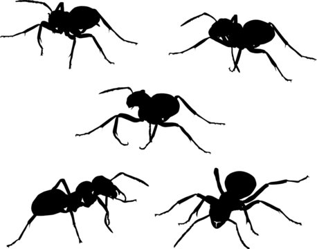 set of five ant silhouettes