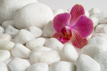 Orchideenblüte umgeben von weißen Kieselsteinen