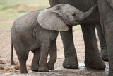 African Elephant Baby