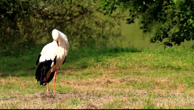 storch