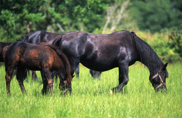 horses outside on the grass