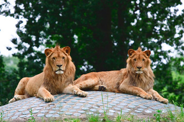 Fototapeta na wymiar Pair of lions in the zoo