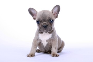 French Bulldogge Welpe