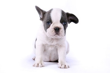 French Bulldogge Welpe