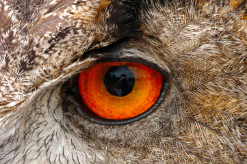 European Eagle Owl Eye Closeup