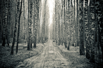 Birch black and white forest - Powered by Adobe