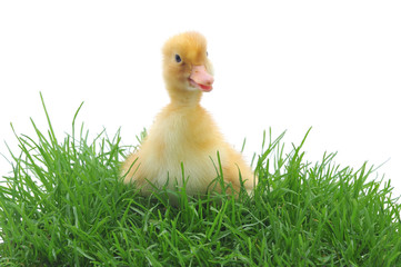 duck in grass