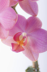 Orchidee