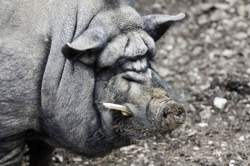 ausgewachsenes Hängebauchschwein