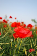 Klatschmohn