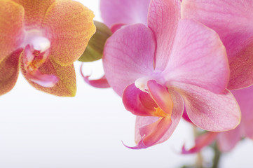 Orchidee