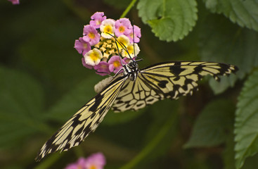 Tiger Swallowtail Butterfly