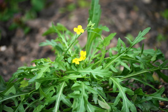 Rucola