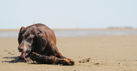 Jagdhund