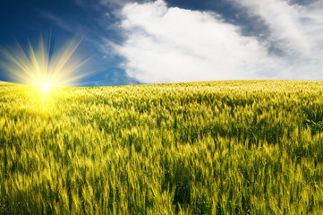 Green wheat and beautiful blue sky.
