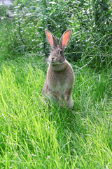 rabbit  on grass.