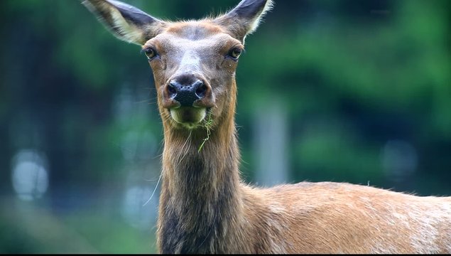 wapiti hirsch